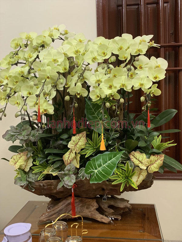 Lan hồ điệp xanh tao ghép gỗ lũa trang trí Tết