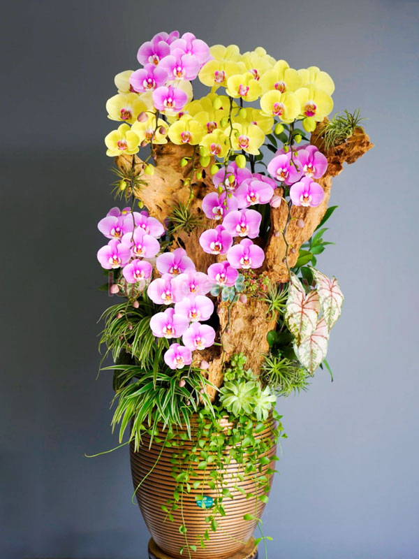 Mua hoa lan nghệ thuật tại Hà Nội đẹp nhiều mẫu mã đẹp