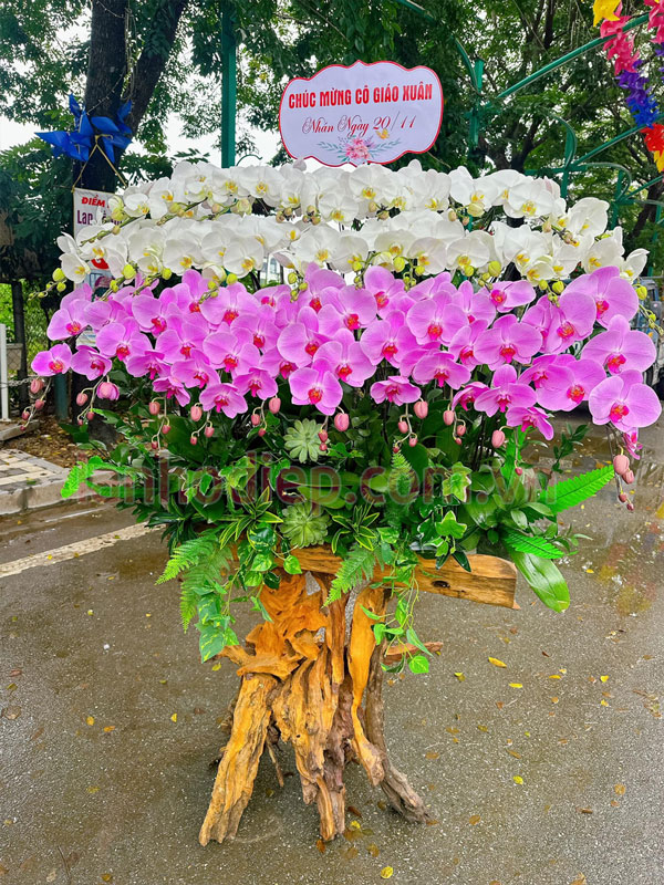 Mua lan hồ điệp thanh lý giá cao tại Hà Nội