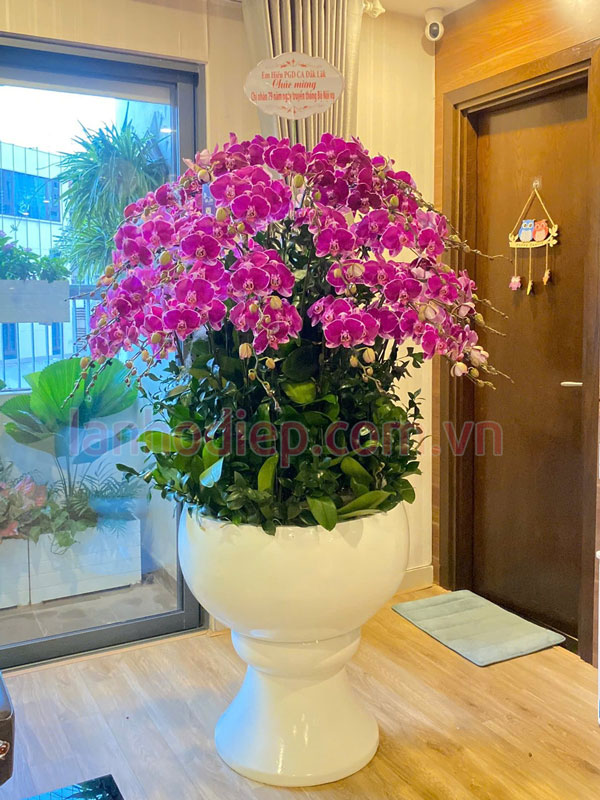 Mua lan hồ điệp thanh lý giá cao