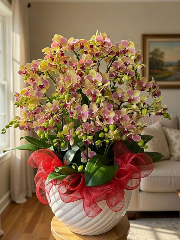 Thu mua lan hồ điệp thanh lý về tập chăm sóc