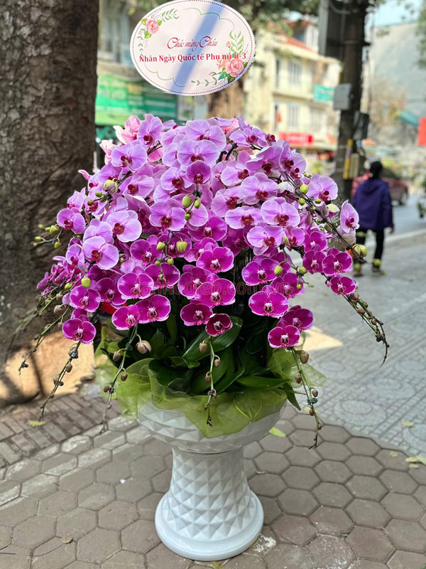 Lan hồ điệp Đà Lạt nhận decor chậu lan theo ngân sách yêu cầu