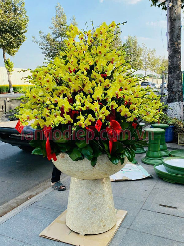 Nhận thu mua hoa lan hồ điệp số lượng lớn sau Tết