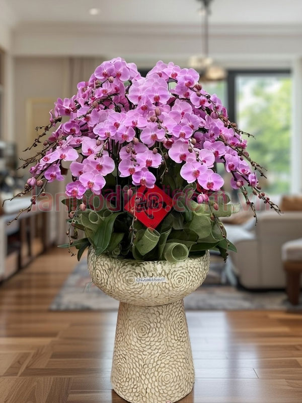 Những lỗi thường gặp khi chăm sóc lan hồ điệp sau Tết