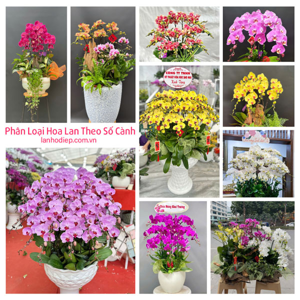 Phân loại hoa lan hồ điệp theo số cành