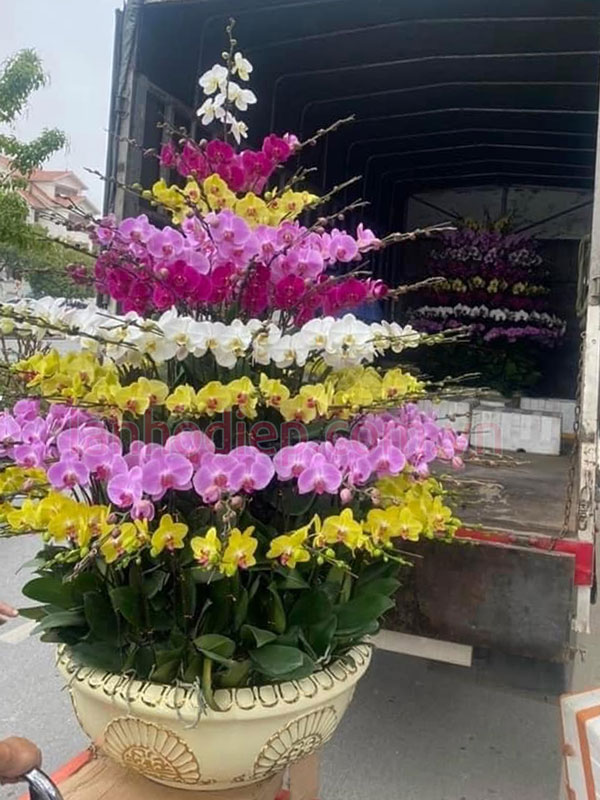 Quy trình thu mua lan hồ điệp sau trưng Tết