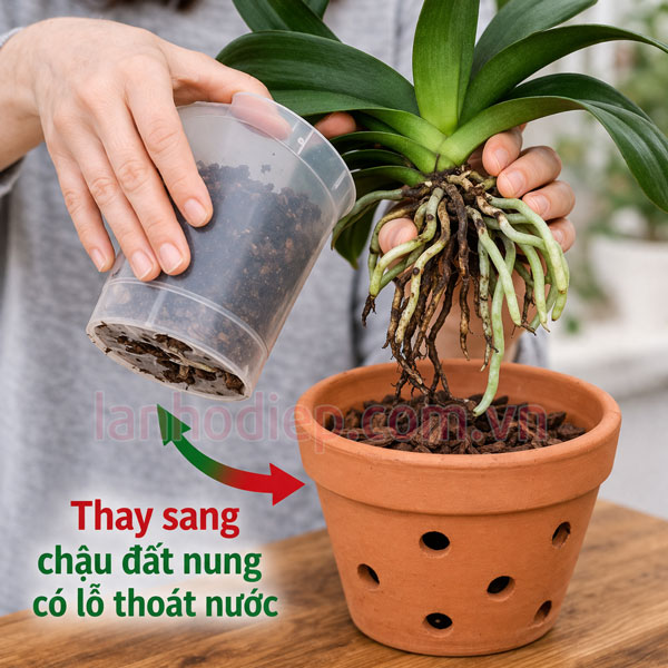 Thay chậu và trồng lại lan hồ điệp sau Tết