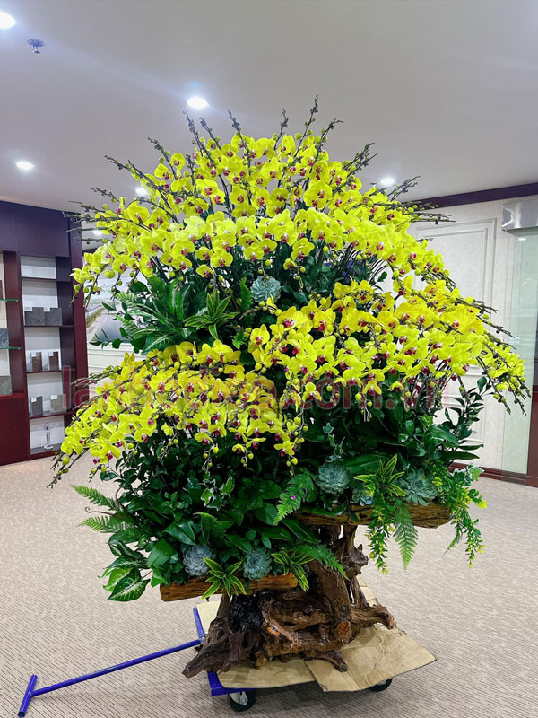 Thu lan hồ điệp giá tốt tại Hà Nội