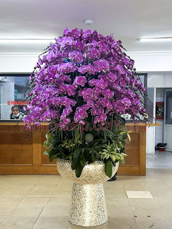 Nhận thu mua lan hồ điệp sau Tết từ ít đến nhiều, hỗ trợ tận nơi
