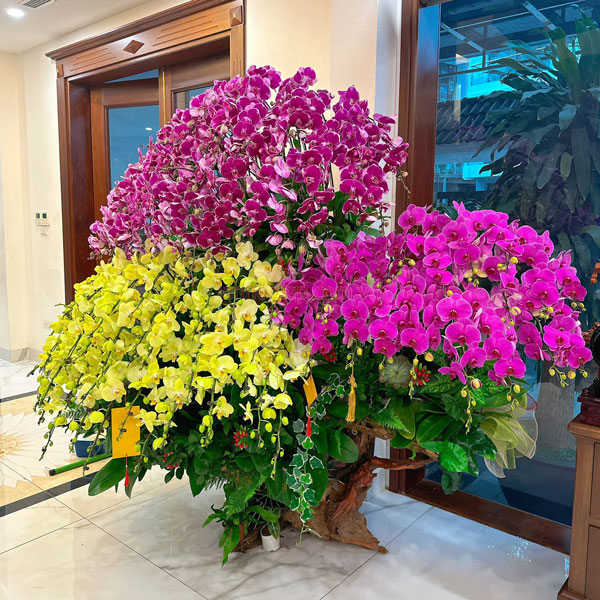 Thu mua hoa hồ điệp nhanh chóng giá tốt