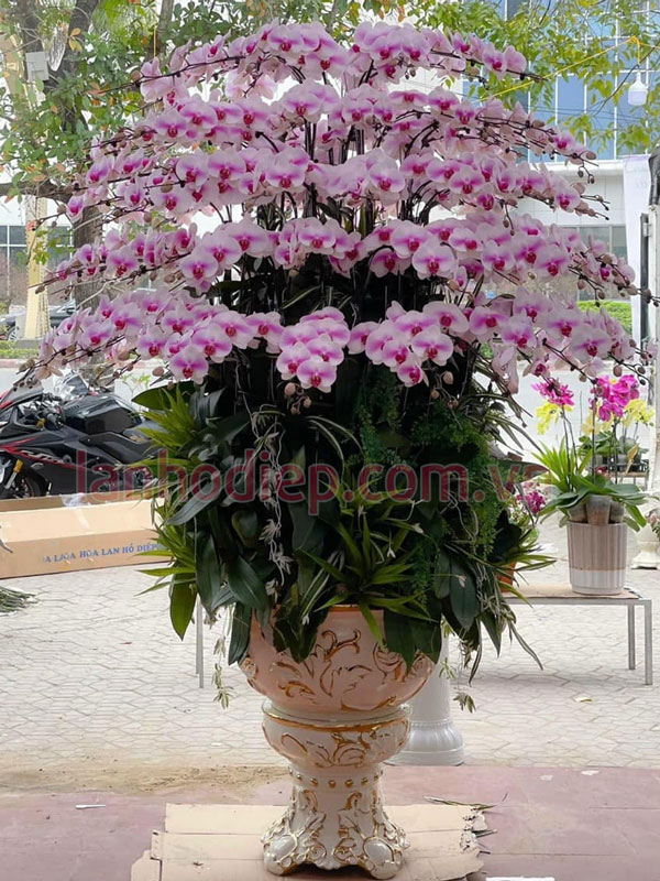 Thu mua hoa lan hồ điệp giá cao sau Tết