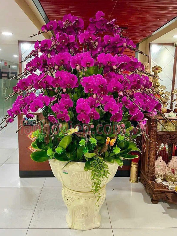 Thu mua lan hồ điệp sau Tết mọi tình trạng, kể cả cây cần phục hồi