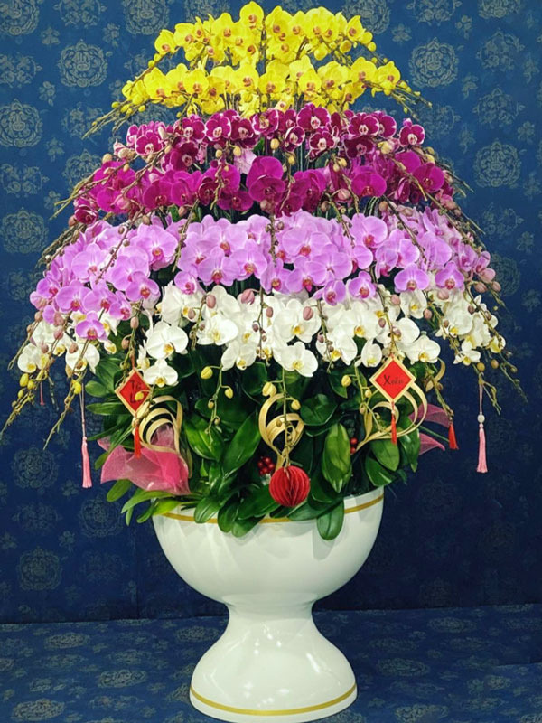 Thu mua hoa lan hồ điệp sau trưng bày tại Hà Nội