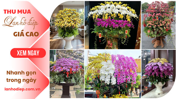 Thu mua lan hồ điệp giá cao tại Hà Nội