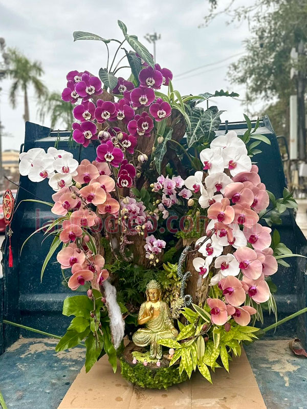 Thu mua lan hồ điệp giá tốt tại Hà Nội sau tết