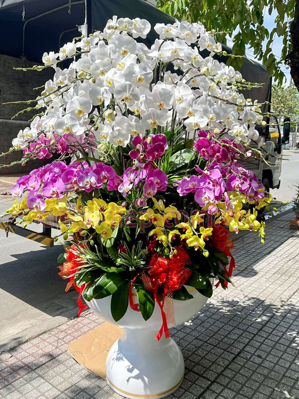 Nhận thu mua lan hồ điệp đã trồng lại sau Tết với giá cạnh tranh