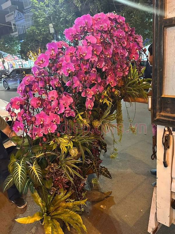 Thu mua lan hồ điệp tần nơi giá cao tại Hà Nội