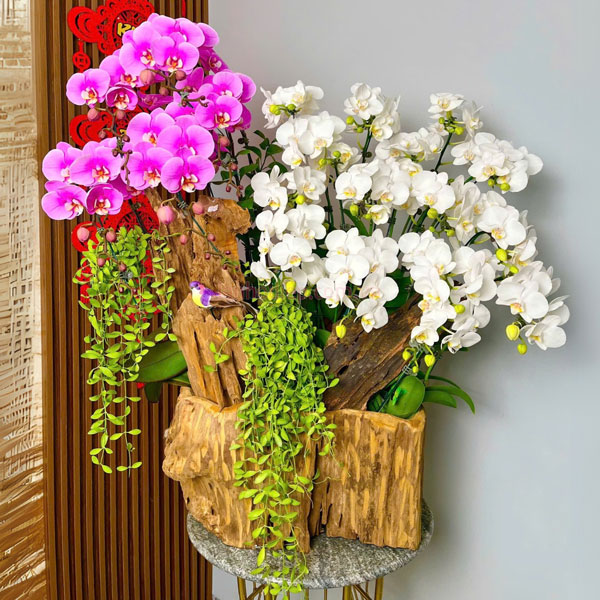 Thu mua lan hồ điệp thanh lý giá cao