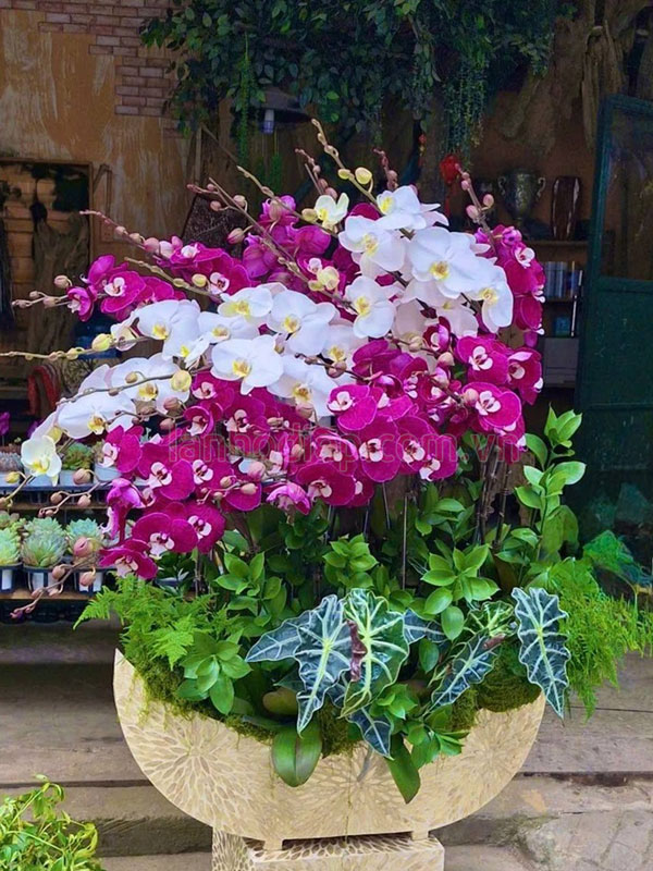 Thuyền hoa lan hồ điệp trắng tím đẹp