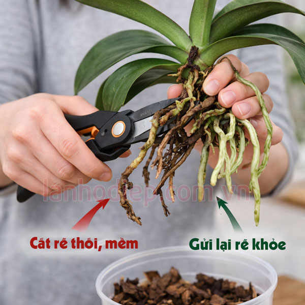 Xử lý rễ lan hồ điệp sau Tết