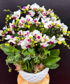 Ý nghĩa chậu tiểu hồ điệp 7 bầu hoa