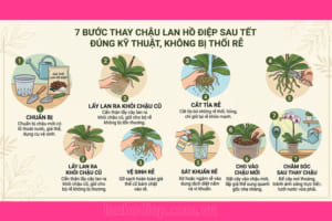 7 Bước thay chậu lan hồ điệp sau Tết