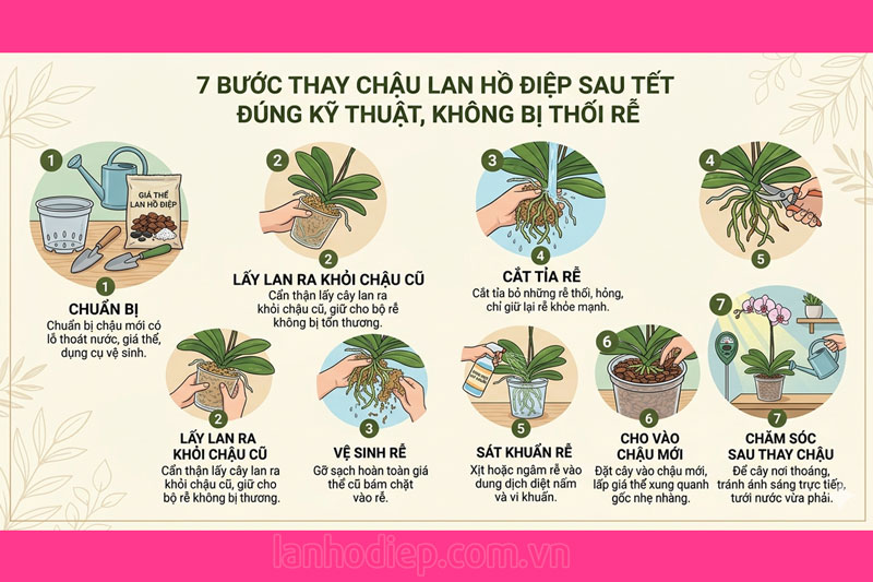 7 Bước thay chậu lan hồ điệp sau Tết