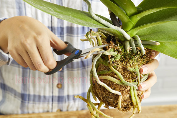 Cách thay chậu lan hồ điệp đúng cách, nhanh phục hồi