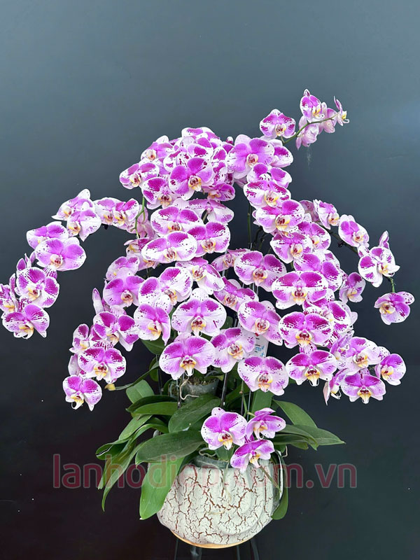 Cách trồng lại lan hồ điệp sau Tết nhanh ra hoa