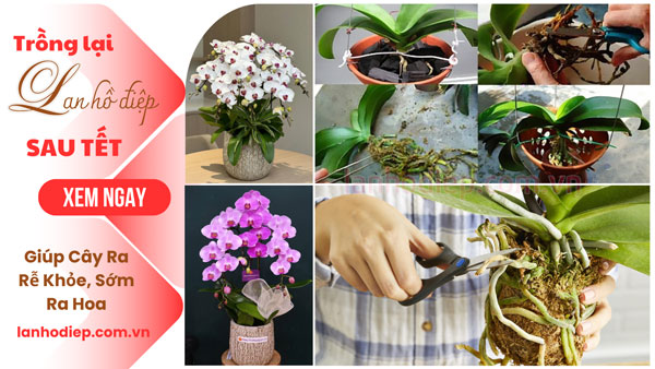 Cách trồng lại lan hồ điệp sau Tết