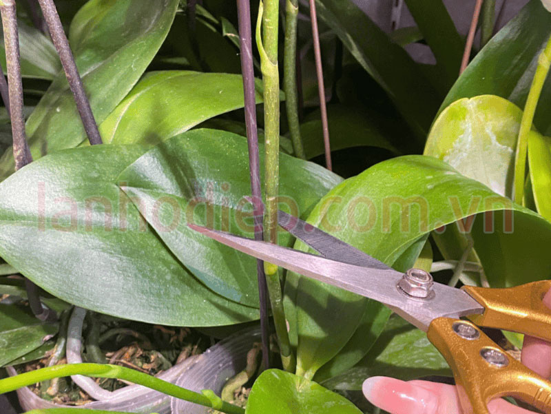 Cách xử lý ngồng hoa lan hồ điệp