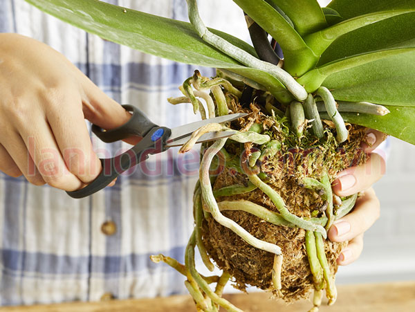 Cách xử lý trồng lại lan hồ điệp 