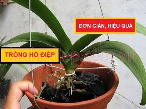 Cách xử lý trồng lại lan hồ điệp