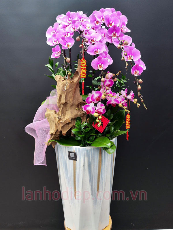 Cần cắt mồng hoa lan hồ điệp sau khi trưng bày