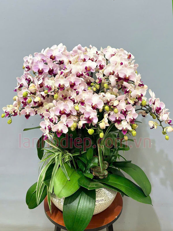 Cần thay chậu lan hồ diệp sau khi trưng Tết