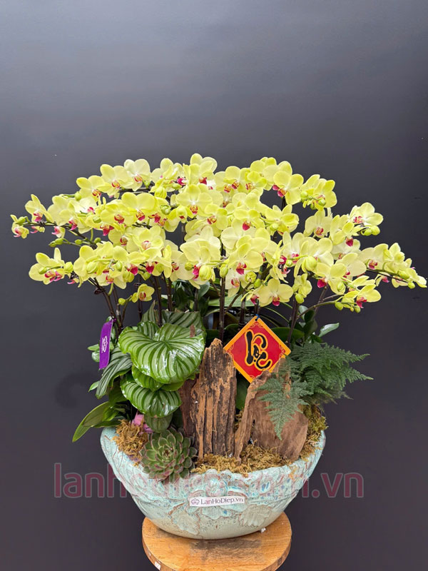 Chậu lan hồ điệp trưng Tết đẹp