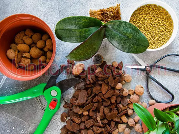 Chuẩn bị trước khi trồng lại lan hồ điệp