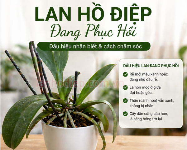 Dấu hiệu nhận biết lan hồ điệp phục hồi