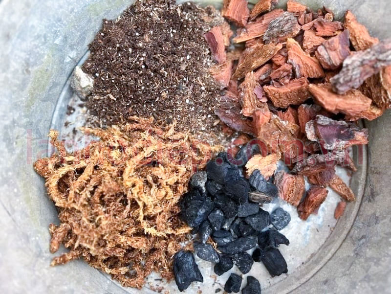 giá thể trồng lan hồ điệp sau Tết