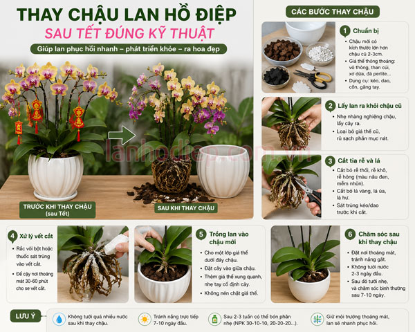 Hướng dẫn cách thay chậu lan hồ điệp sau Tết đúng kỹ thuật