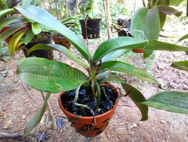 Hướng dẫn chăm sóc lan hồ điệp mới trồng