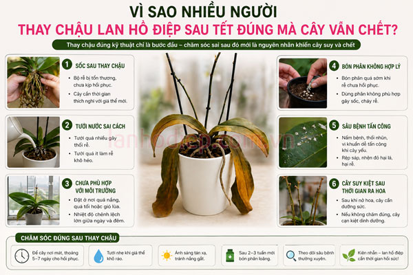 Hướng dẫn chăm sóc lan hồ điệp sau thay chậu không bị chết
