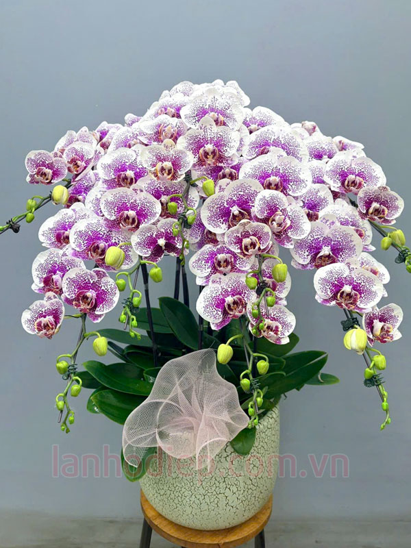 Hướng dẫn trồng lại lan hồ điệp sau Tết