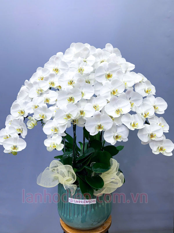 Hướng dẫn trồng lại lan hồ điệp sau Tết đúng kỹ thuật