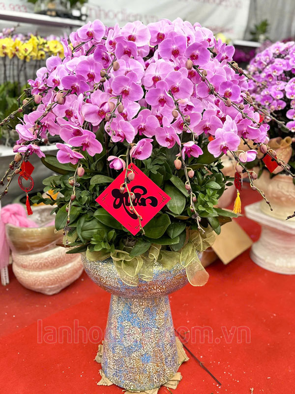 Hướng dẫn trồng lan hồ điệp sau tết đúng kỹ thuật