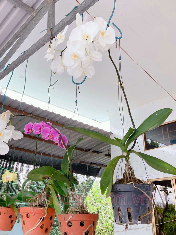 Kỹ thuật trồng lại lan hồ điệp sau Tết ra hoa đẹp