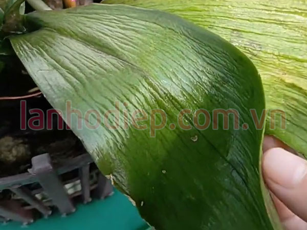 Lan hồ điệp mới trồng lá bị nhăn