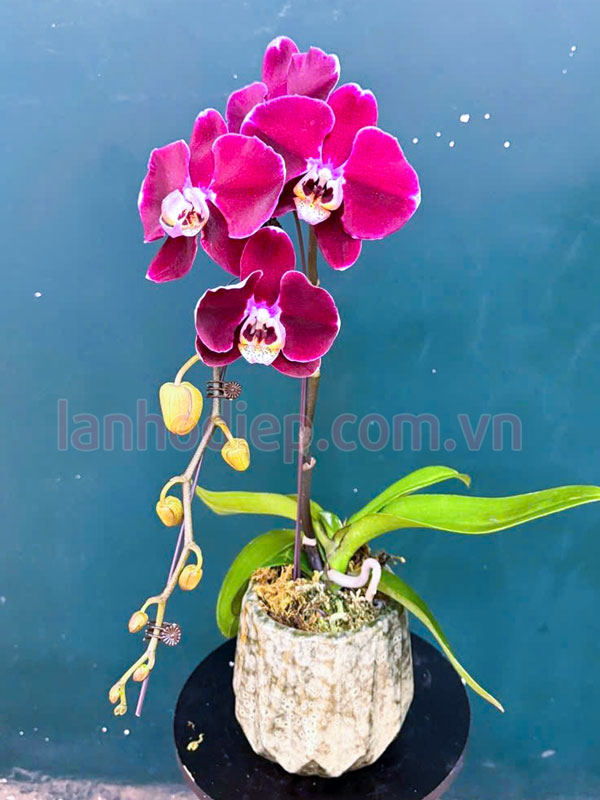 Lấy cây lan hồ điệp ra khỏi chậu