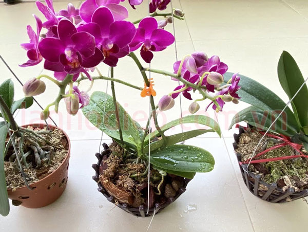 Những sai lầm khi trồng lại lan hồ điệp 