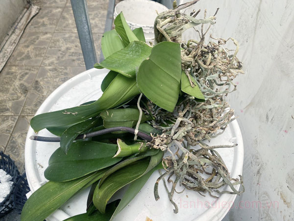 Thay chậu lan hồ điệp đúng kỹ thuật 